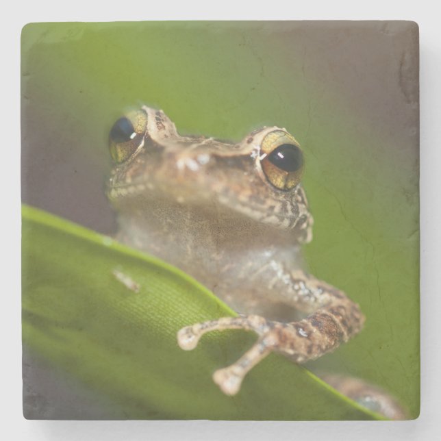 Gemeiner Kakao, Eleutherodactylus coqui Steinuntersetzer (Vorderseite)