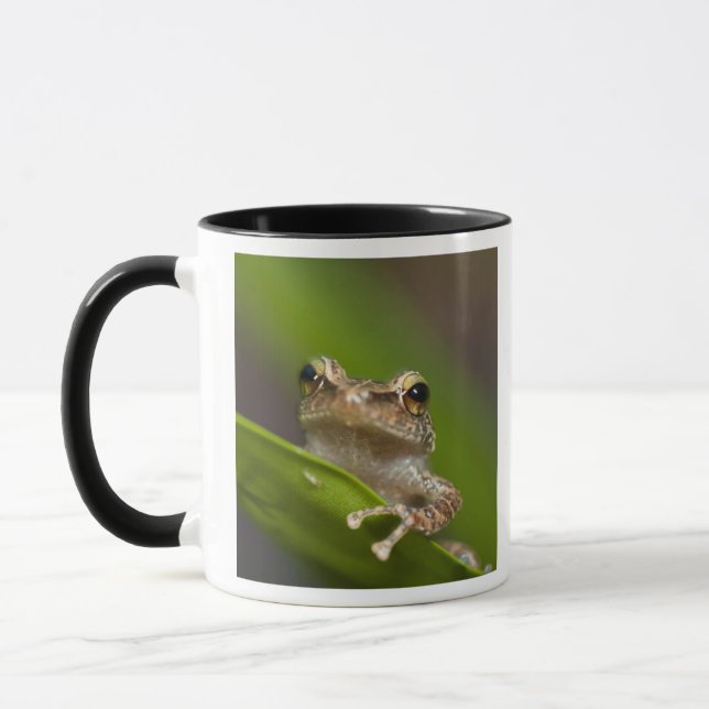 Gemeiner Kakao, Eleutherodactylus coqui Tasse (Links)