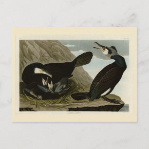 Gemeiner Kormoran - von Audubons Vögeln Amerikas Postkarte