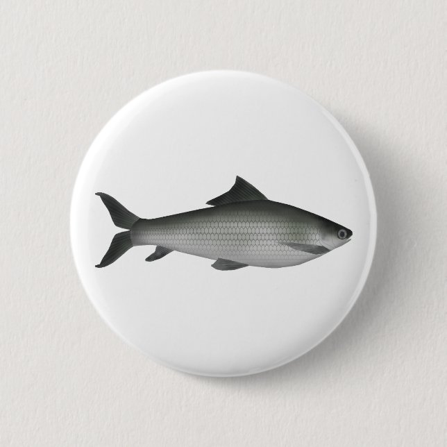 Gemeiner Labeo Button (Vorderseite)