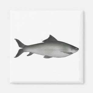 Gemeiner Labeo Magnet