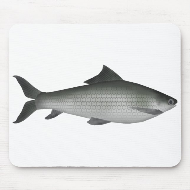 Gemeiner Labeo Mousepad (Vorne)