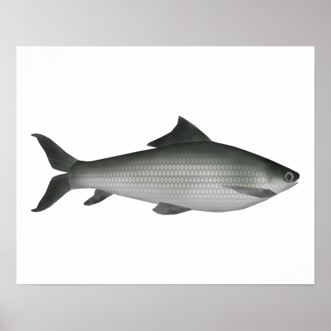 Gemeiner Labeo Poster (Vorne)