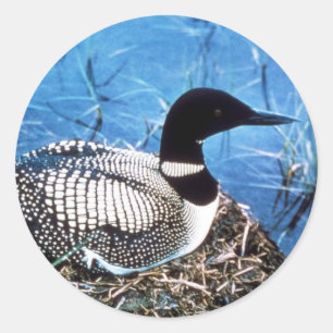 Gemeiner Loon auf Nest Runder Aufkleber