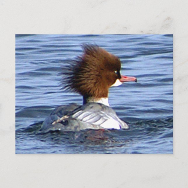 Gemeiner Merganser mit seinem zauberhaften Wappen Postkarte (Vorderseite)