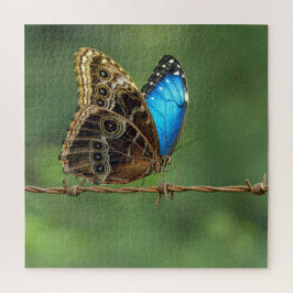 Gemeiner Morpho-Schmetterling auf Stacheldraht