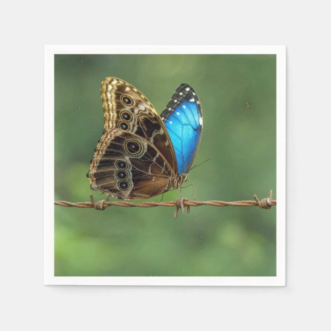 Gemeiner Morpho-Schmetterling auf Stacheldraht Serviette (Vorderseite)