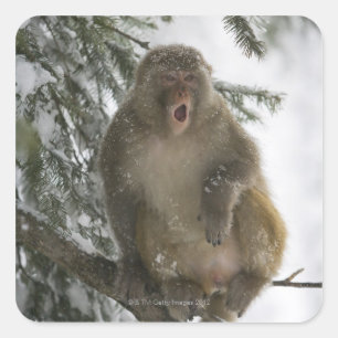 Gemeiner Rhesus-Macaque-Affe (Macaca mulatta) Sitz Quadratischer Aufkleber