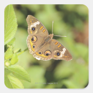 Gemeiner Rosskastanienschmetterling, Junonia Quadratischer Aufkleber