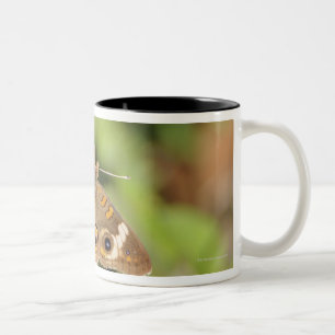 Gemeiner Rosskastanienschmetterling, Junonia Zweifarbige Tasse