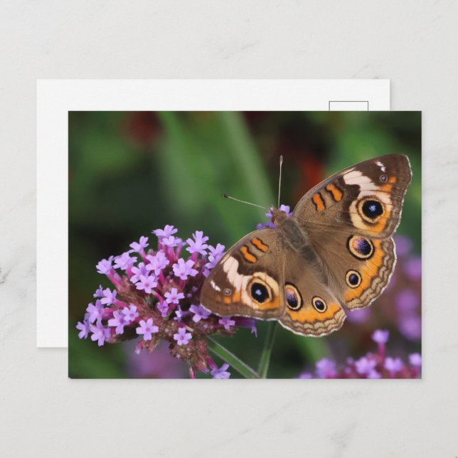 Gemeiner Schmetterling auf Verbena Blank Postkarte (Vorne/Hinten)