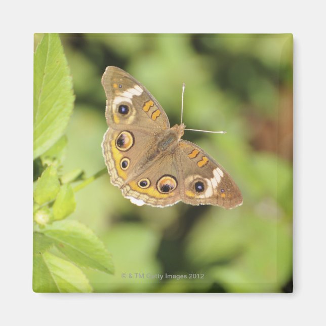 Gemeiner Schmetterling aus dem Auge, Junonia coeni Magnet (Vorne)