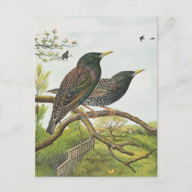 Gemeiner Star Postkarte (Vorderseite)