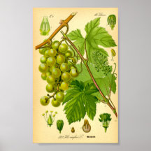 Gemeiner Wein (Vitis vinifera)