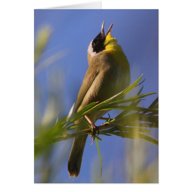 Gemeiner Yellowthroat (Vorne)