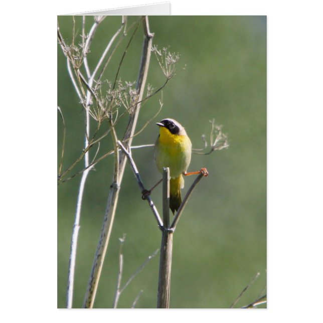 Gemeiner Yellowthroat (Vorne)