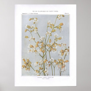 Gemeines Leimkraut; Weißes Ben - Silene latifolia Poster