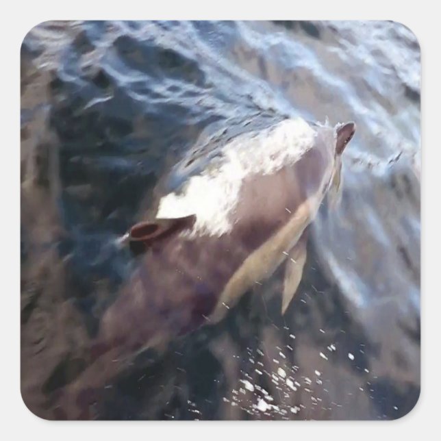 Gemeinsame Dolphin-Oberfläche Quadratischer Aufkleber (Vorderseite)