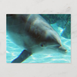 Gemeinsame Dolphin-Postkarte Postkarte