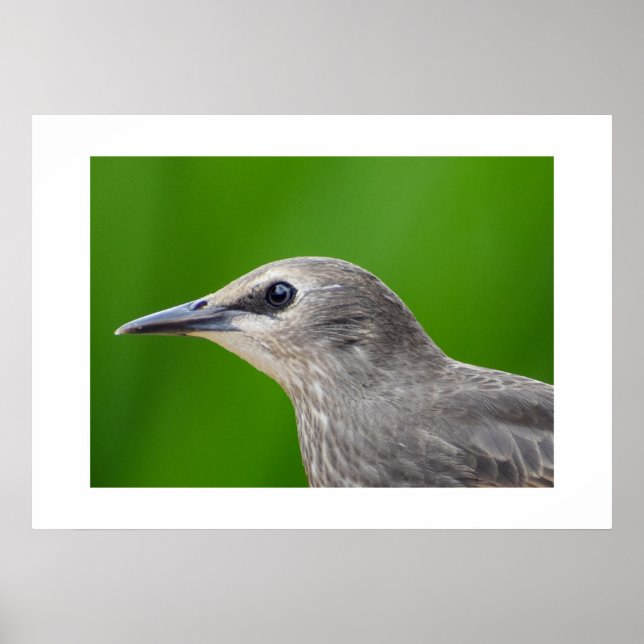 Gemeinsame/Europäische Starling Poster (Vorne)