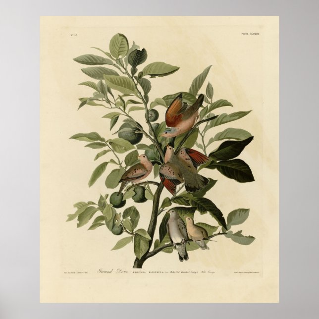 Gemeinsame Ground-Dove von Audubons Vögeln Amerika Poster (Vorne)