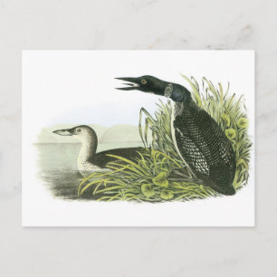 Gemeinsame Lounge von Audubon Postkarte