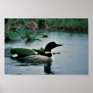 Gemeinsame Lounge Wasser Poster