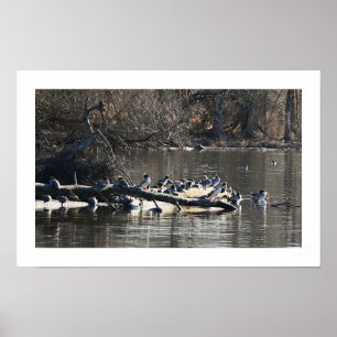 Gemeinsame Merganserenten-Enten auf Log-Poster Poster