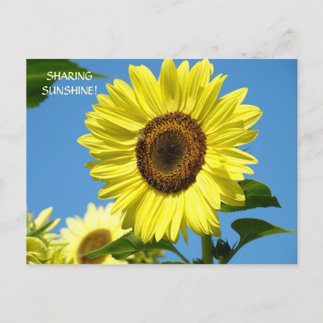 GEMEINSAME SONNENSCHIRME Sonnenblumenpostkarten So Postkarte (Vorderseite)