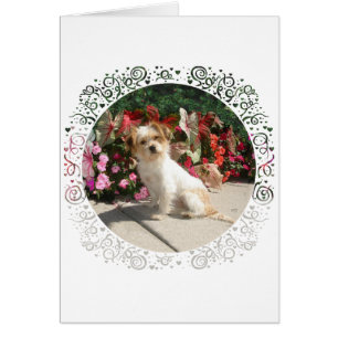 Gemischter Terrier-Rasse-Rettungshund