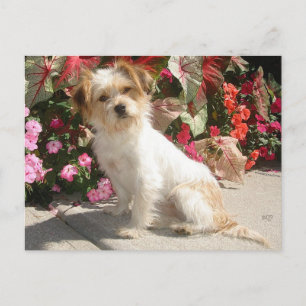 Gemischter Terrier-Rasse-Rettungshund Postkarte