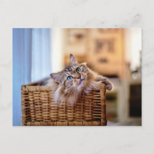 Gemütliche Langhaarkatze im Weidenkorb Postkarte