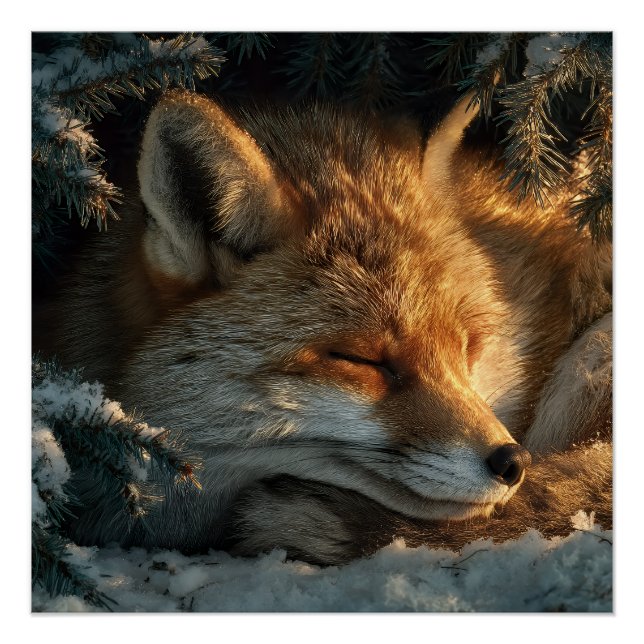 Gemütlicher Fuchs im Schnee Poster (Vorderseite)