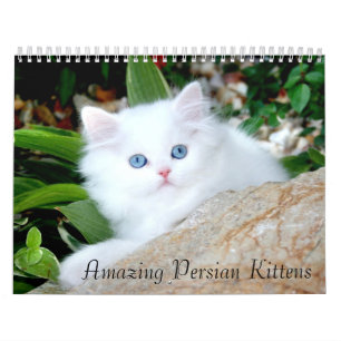 Gemütlicher Kätzchen-Kalender Kalender