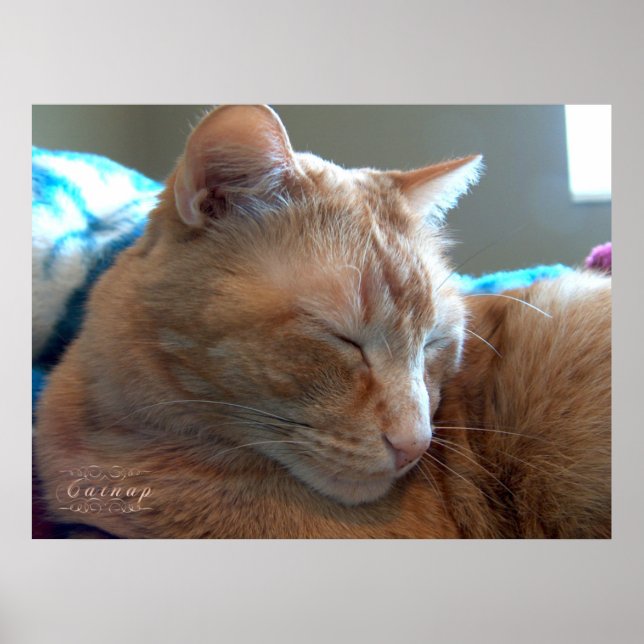 Gemütliches Catnap Poster (Vorne)