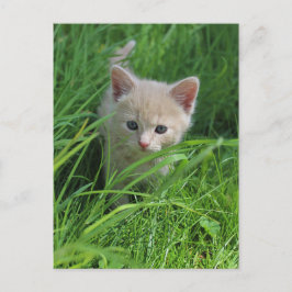 Genauigkeit Postkarte