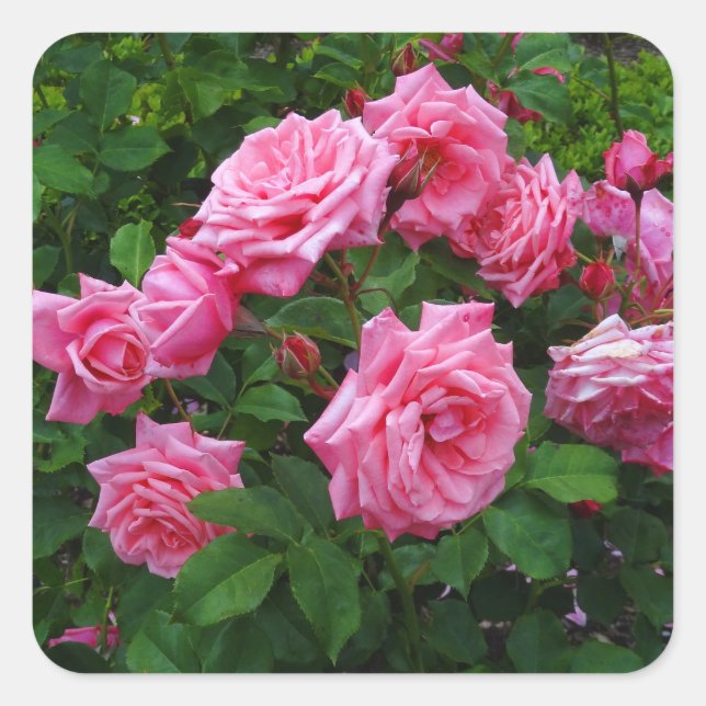 Gene Boerner Rose #2 Stickers (Vorderseite)