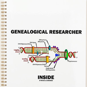 Genealogischer Forscher in der DNA-Replikation Planer