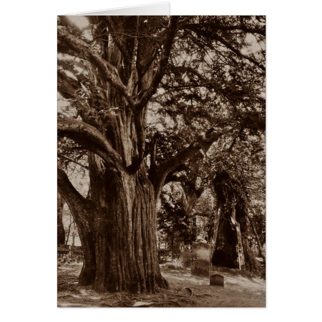 GENEALOGY CARD ~ ENTWICKELT, UM DIE FAMILIENGESCHI (Vorne)
