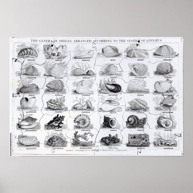 Genera von Muscheln jigsaw, pub. von W. Edwards Poster (Vorne)