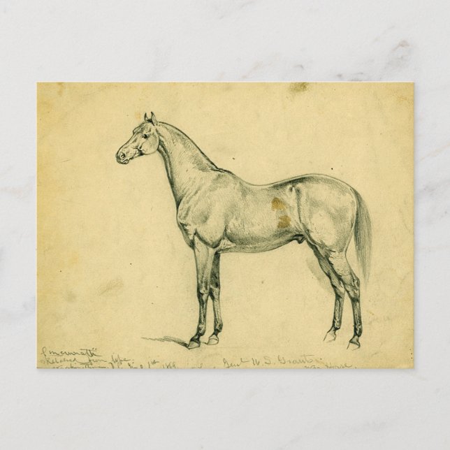 General Grants Kriegspferd Postkarte (Vorderseite)