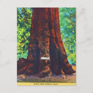 "General Sherman," 5000 Jahre alt, Big Trees Park Postkarte