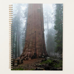 Général Sherman Tree, Sequoia, CA