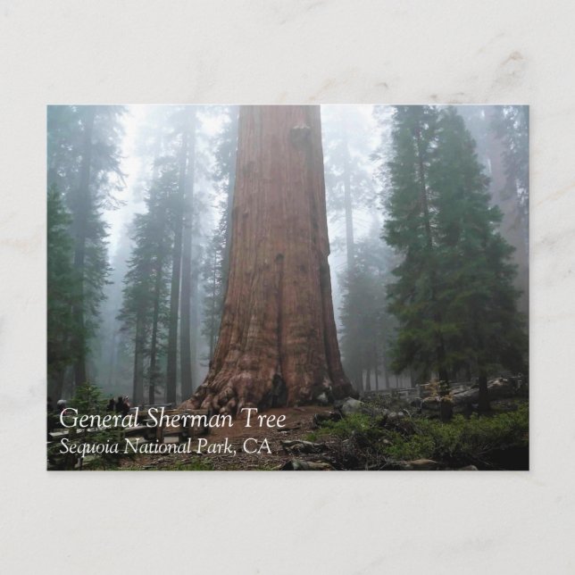 Général Sherman Tree, Sequoia, CA Carte postale (Devant)