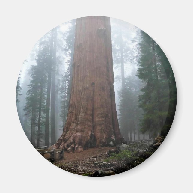 General Sherman Tree, Sequoia, CA Magnet (Vorne)