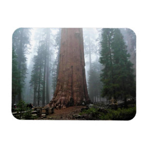 General Sherman Tree, Sequoia, CA Magnet