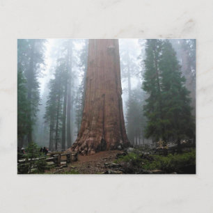 General Sherman Tree, Sequoia, CA Postkarte