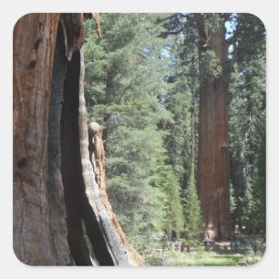 General Sherman Tree-Sequoia-Nationalpark Quadratischer Aufkleber
