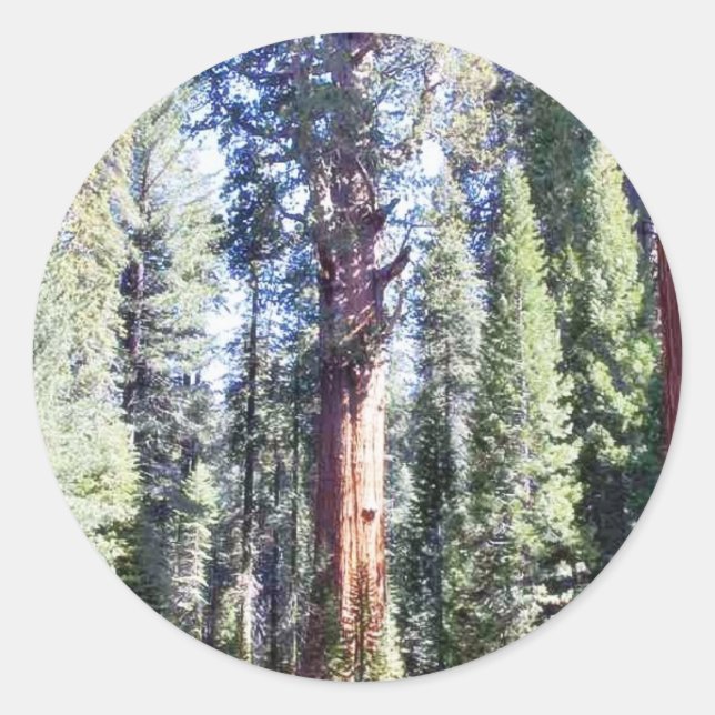 General Sherman Trees Forrest Runder Aufkleber (Vorderseite)