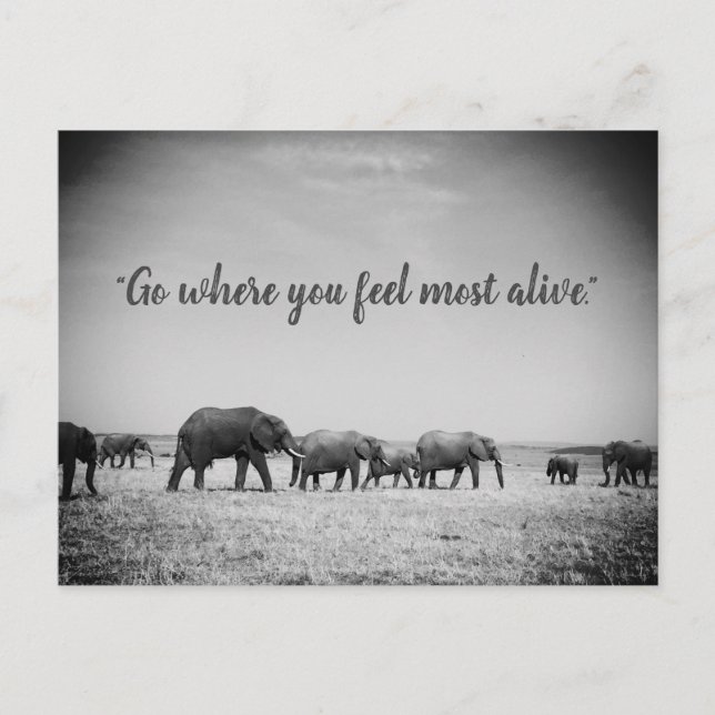 Generationen von Elefanten Grußkarte Postkarte (Vorderseite)